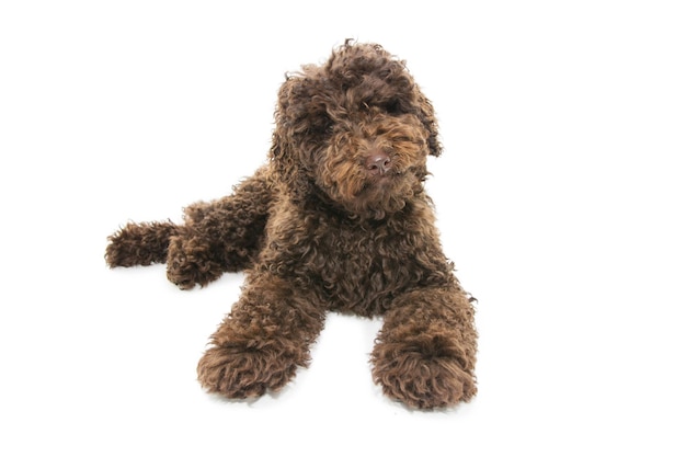 Portrait brown poodle puppy dog Isolated on white background