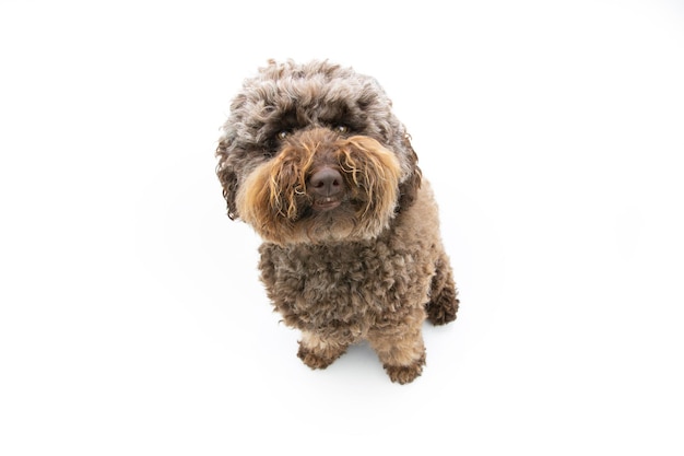 Portrait brown poodle puppy dog looking up Isolated onwhite background