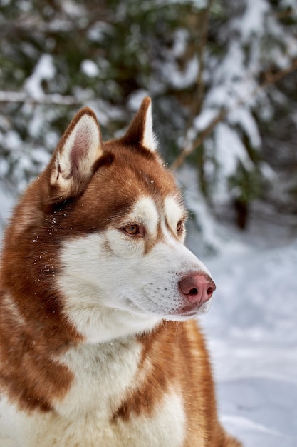 Photo portrait brown siberian husky dog on the background of the winter snowy forest front view