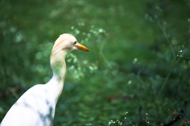 Portrait of Bubulcus ibis Or Heron Or Commonly know as the Cattle Egret in the public park in India