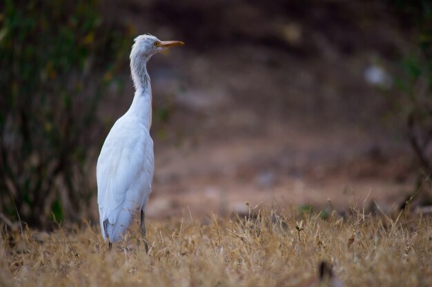 Portrait of Bubulcus ibis Or Heron Or Commonly know as the Cattle Egret in the public park