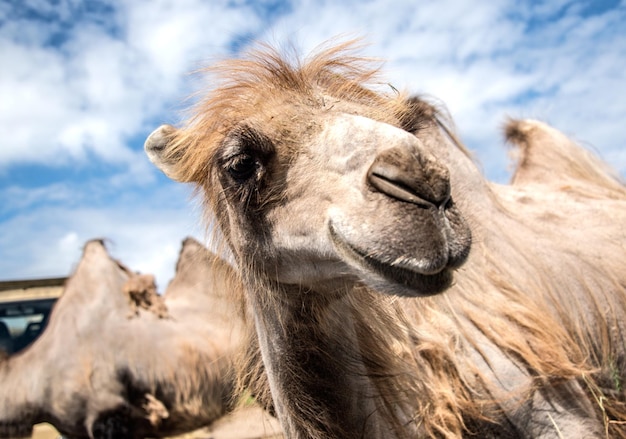 Photo portrait of camels against sky