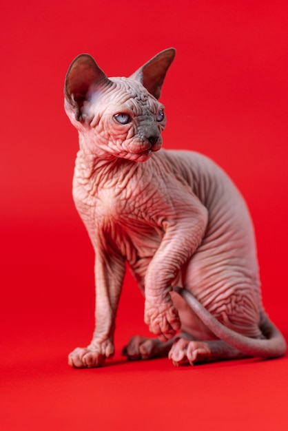 Portrait of canadian sphynx cat of blue mink and white color sitting with raised front paw