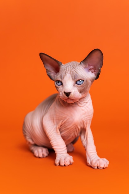 Portrait of canadian sphynx cat of seal mink and white color sitting on orange background displeased