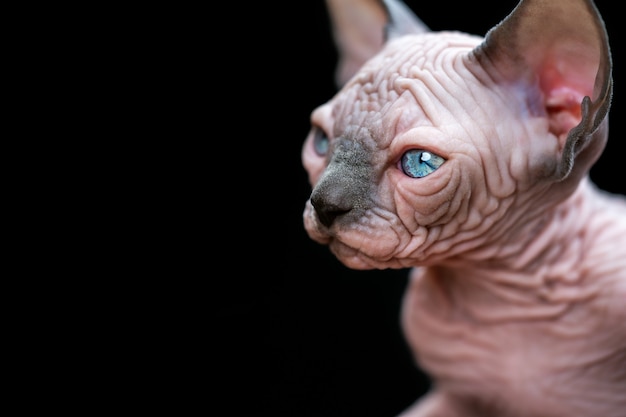 Portrait of canadian sphynx kitten with big blue eyes on black background studio shot copy space blu...