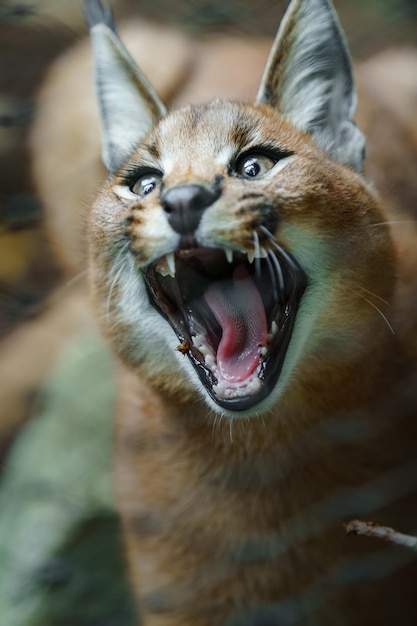 Photo portrait of caracal in zoo