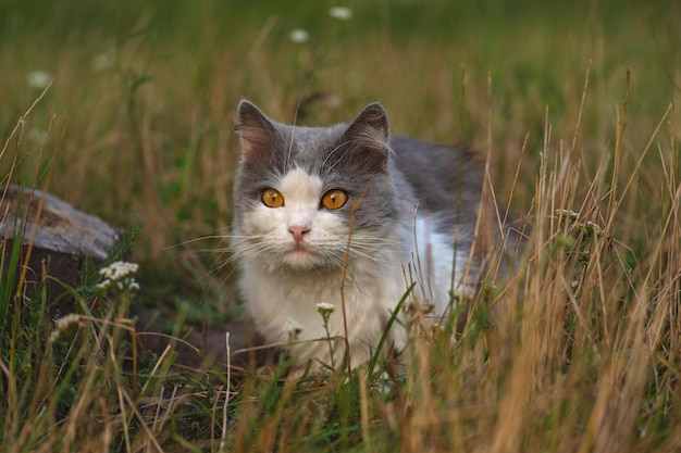 Portrait of cat on a background of fall dried yellow field