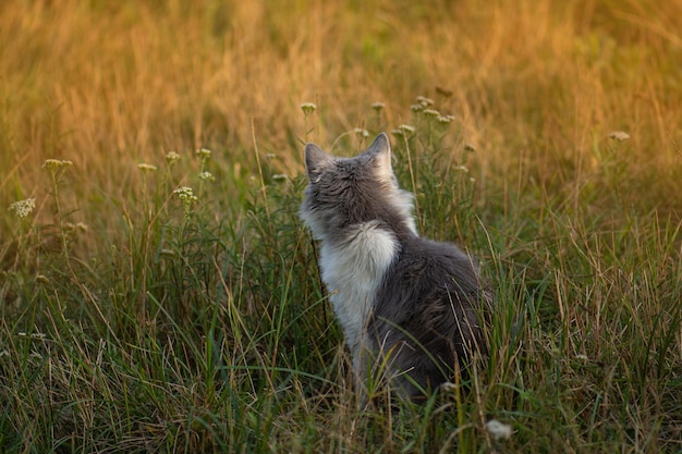 Portrait of cat on a background of fall dried yellow field