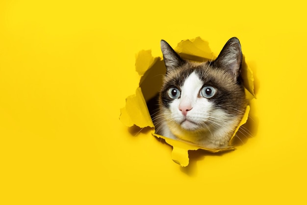 Portrait of cat breaking through yellow paper posing in hole with ripped sides free copy space banner