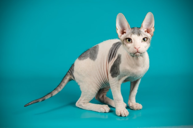 Portrait of the cat of the don sphinx cat on colored wall