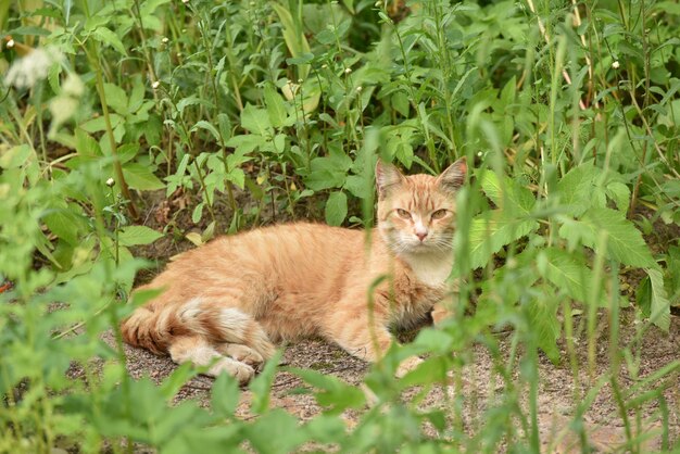 Photo portrait of cat on grass