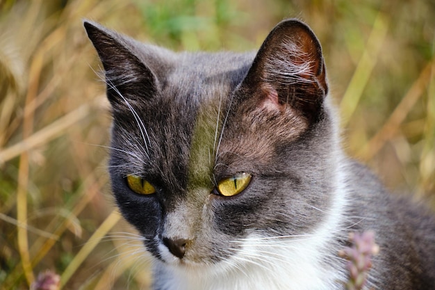 Portrait cat in gray and white coloring sitting among tall grass