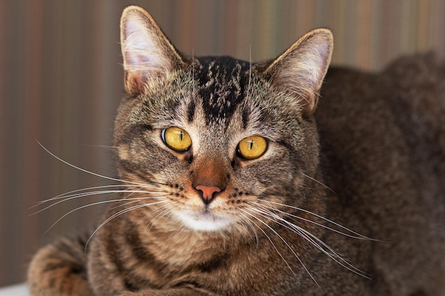 Portrait of cat looking at camera