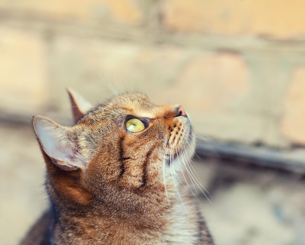 Portrait of cat looking up