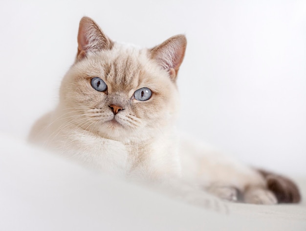 portrait of a cat lying on a bed with open eyes