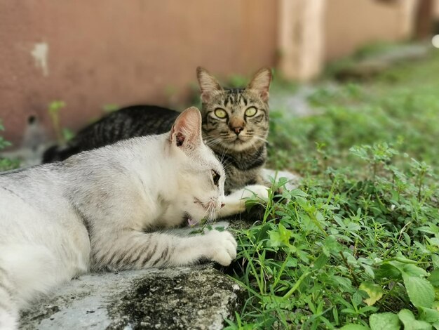 Photo portrait of a cat outdoor