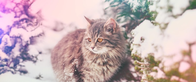 Portrait of a cat outdoors in snowy winter with colorful lights Cat sitting in the snow near fir tree in the forest Horizontal banner