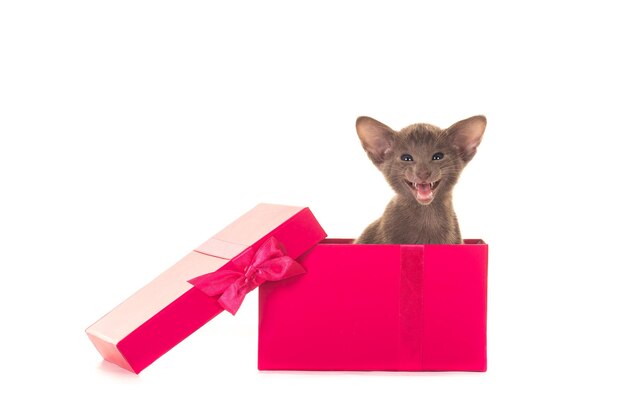 Photo portrait of cat on red box against white background