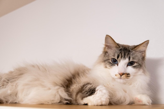 Portrait of cat resting on white background