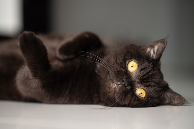 Portrait of a cat. Scotish Shorthair black cat. The cat lies on a white floor and look at the camera