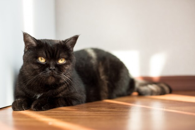 Portrait of a cat. Scotish Shorthair pretty brown lady cat