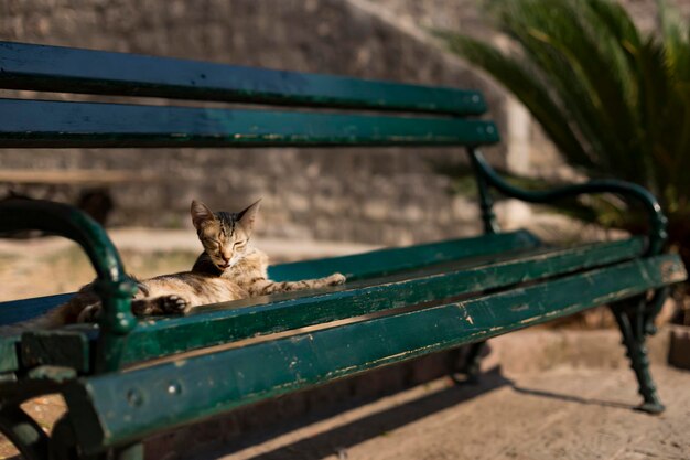 Photo portrait of a cat sitting on bench