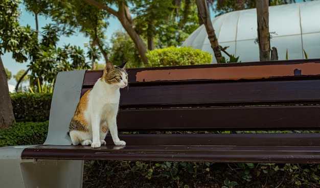 Photo portrait of cat sitting on bench