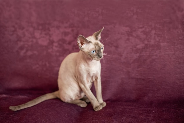 Photo portrait of cat sitting on floor