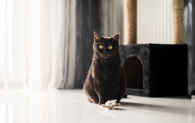 Portrait of a cat sitting near his plush house