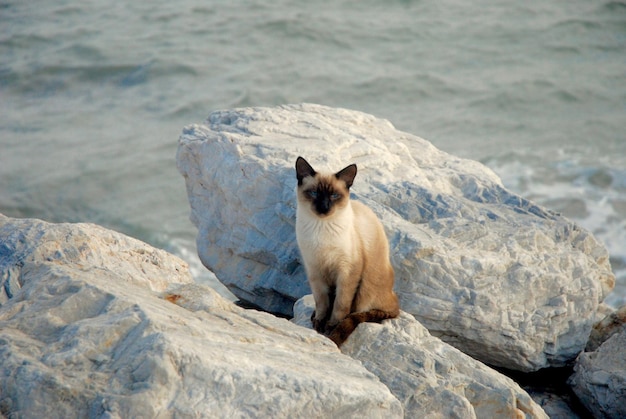 Photo portrait of cat sitting on rock at beach