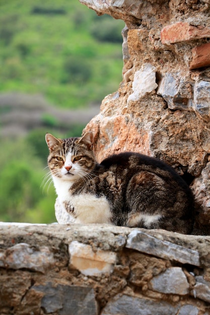 Photo portrait of cat sitting on rock