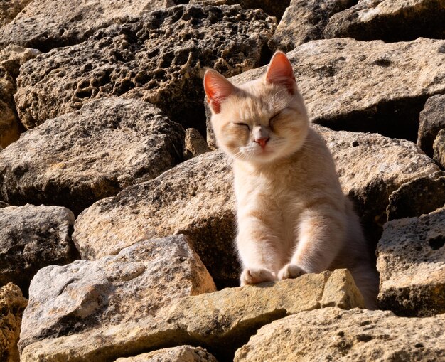 Photo portrait of cat sitting on rock