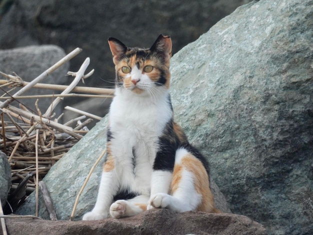 Photo portrait of cat sitting on rock