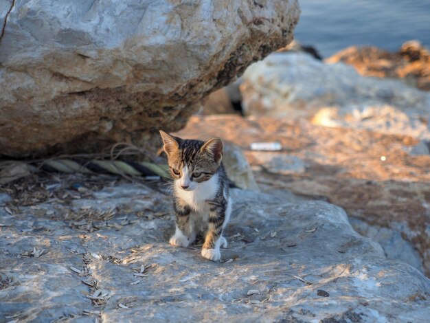 Portrait of a cat sitting on rock