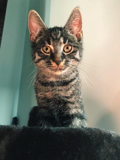 Photo portrait of cat sitting