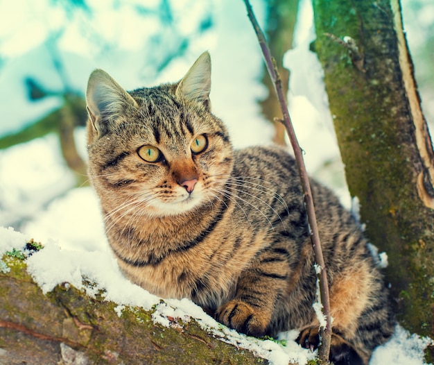 Portrait of cat on the snowy tree in winter