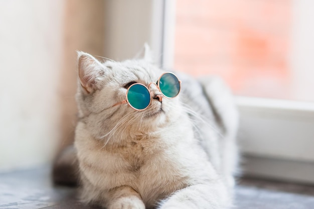 Portrait of Cat wearing glassespet fashion conceptThe kitten looks everywhere with its eyes up