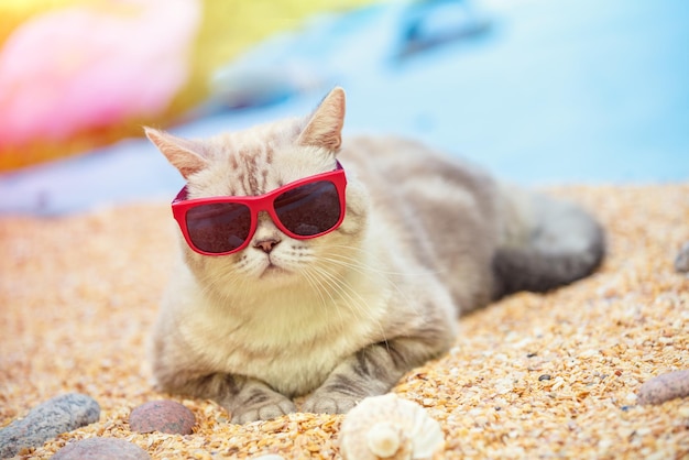 Portrait of cat wearing sunglasses lying on the beach