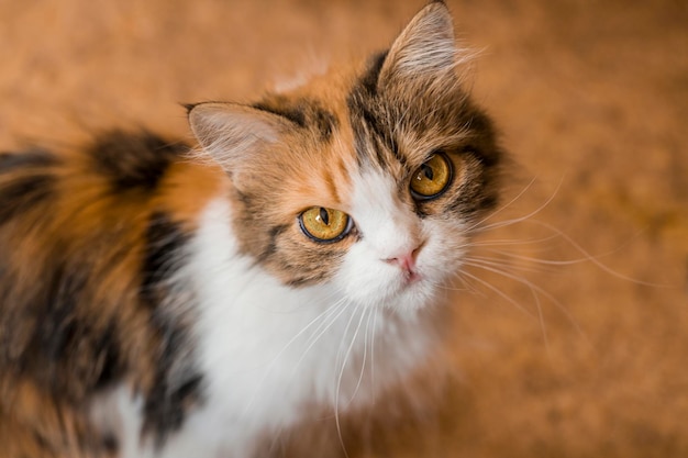 Portrait of a cat with big beautiful eyes