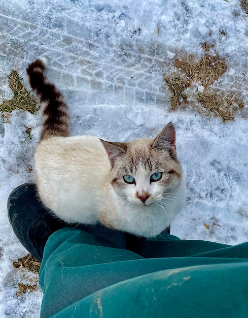 Photo portrait of cat