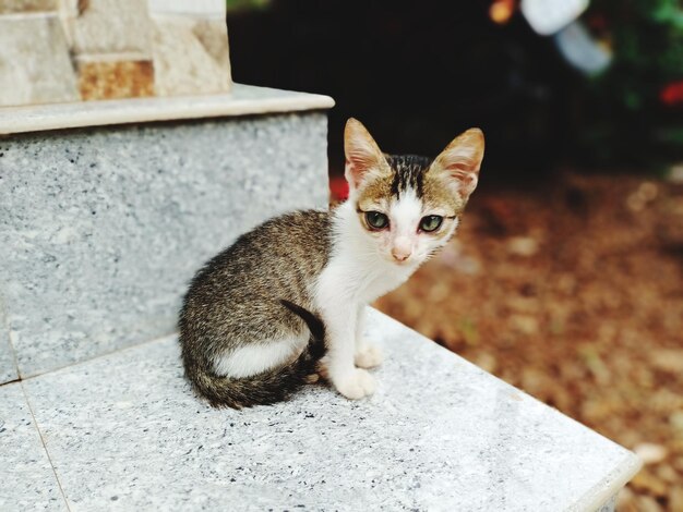 Portrait of cat