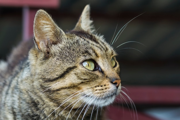 Portrait of a cat