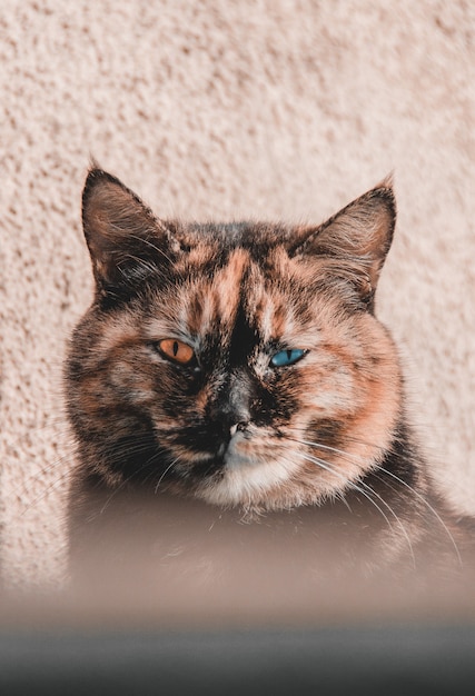 portrait of a cat