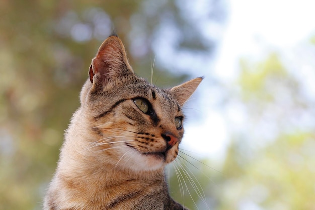 Portrait of a cat