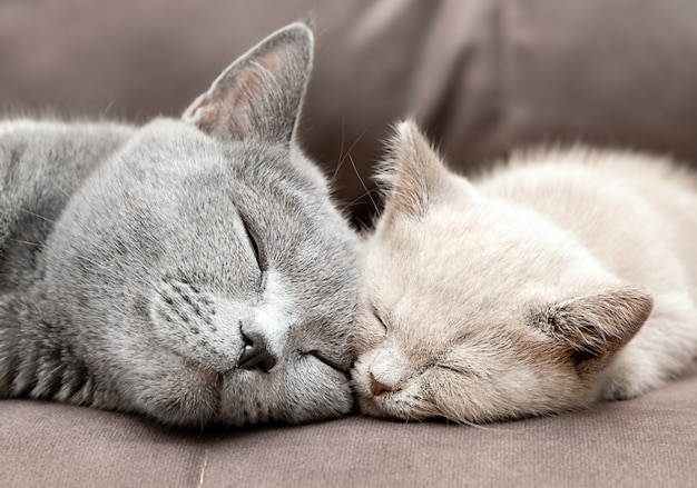 Portrait of cats sleeping on the couch