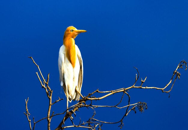 Portrait of The Cattle Egret perched on the tree against the blue sky in the background