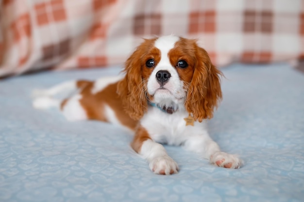 Portrait of Cavalier King Charles Spaniel A beautiful breed of dogs