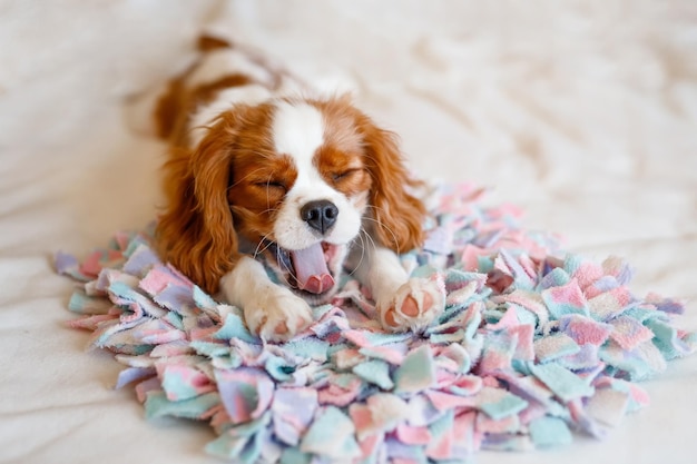 Portrait of Cavalier King Charles Spaniel. A beautiful breed of dogs.