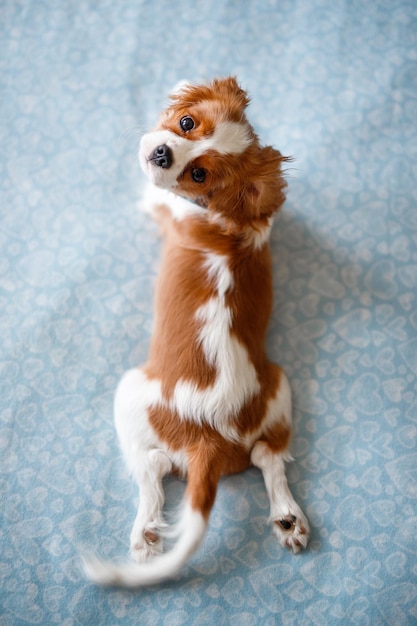 Portrait of Cavalier King Charles Spaniel. A beautiful breed of dogs.