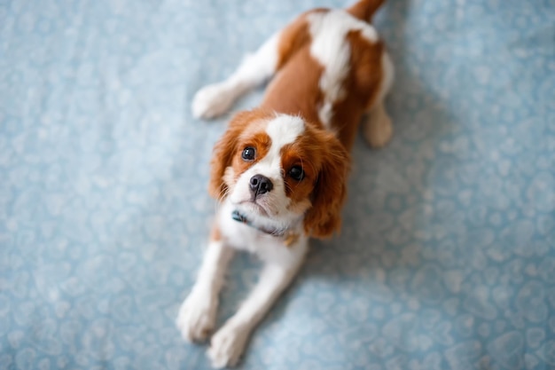 Portrait of Cavalier King Charles Spaniel. A beautiful breed of dogs.